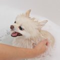 愛犬が水やお湯を嫌…