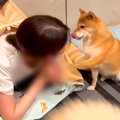 犬は自分の部屋に『…