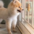 犬は飼い主との再会…