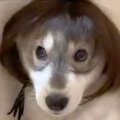 カツラを被る赤ちゃ…