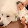 赤ちゃんと超大型犬…