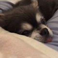 消えたチワワ。一体…
