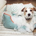 犬が『新しいベッド…