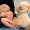 犬の前で『ぬいぐる…