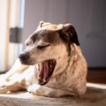 『寝ぼけている犬』…