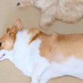 1時間かけて『犬のブ…
