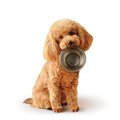 犬が『空腹』のとき…