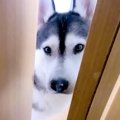 ハスキー犬が『緊急…