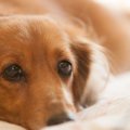 犬が亡くなる直前、…