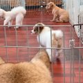 『元野犬の子犬』を…