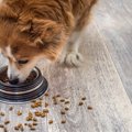 犬が『ご飯を散らか…