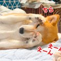 犬が『飼い主に撫で…