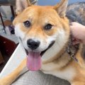 噛みつく犬を『トリ…