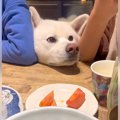 『肉を狙う犬VSブロ…