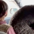 30キロの大型犬が『…