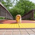 犬が散歩中に『怖い…