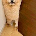 『オットセイのよう…