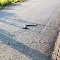 道路で『巨大なヘビ…