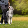 犬が飼い主を『頼り…