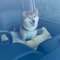 わざわざ車に乗って…