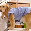 注射を打ちに大型犬…