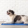 犬が大喜びする『夏…