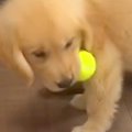 ぬいぐるみのように…