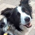 病院を頑張った犬に…