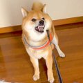 お母さんが犬を散歩…