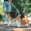 犬が『ニオイ』を嗅…