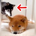 転がる犬の側に、も…