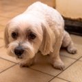 犬が『パニック』に…