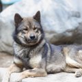 川上犬｜犬種の特徴…