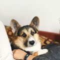 犬が飼い主を『踏み…