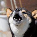 犬が『苦手な人』に…