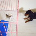 新入りの子犬と先住…