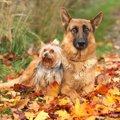 「犬から好かれる犬…