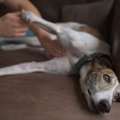 犬の『元気がない』…