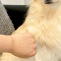 肉球に薬を塗った犬…