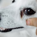 犬の涙やけが悪化す…