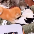猫まみれの中で育っ…