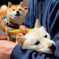 犬が『家族の浮気現…