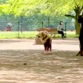 犬が『迷子』になっ…