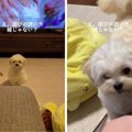 犬『主、遊ぶのか？…