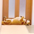 ドアの前で眠る柴犬……