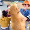 大型犬と子供が待っ…