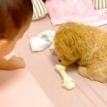 おやつを奪われると…