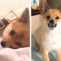 『何も知らない犬→刈…