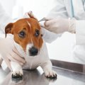犬の外耳炎が治らな…