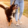 犬を飼うと『人生が…